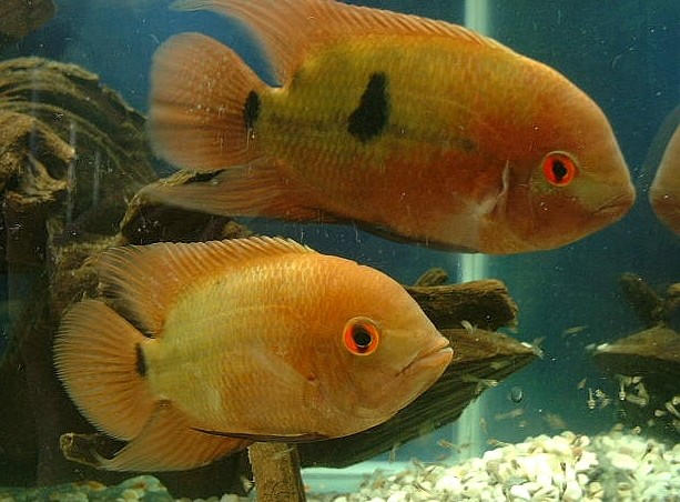 Chocolate cichlid pair