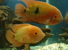 Chocolate cichlid pair