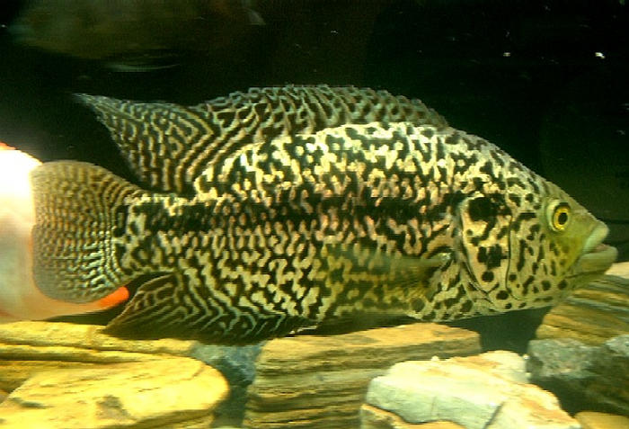 male jaguar