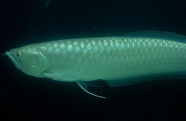 black arowana