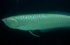 black arowana