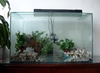 Frog tank (40gallon tank)