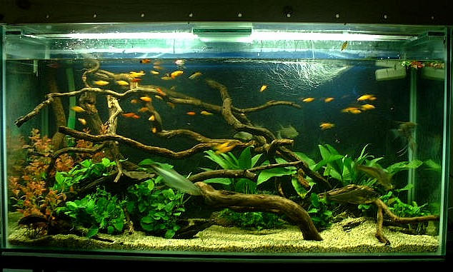 Payara tank