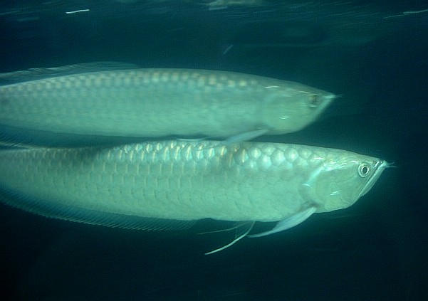 we have a pair of black arowanas