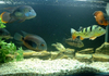 Cichlid Collection