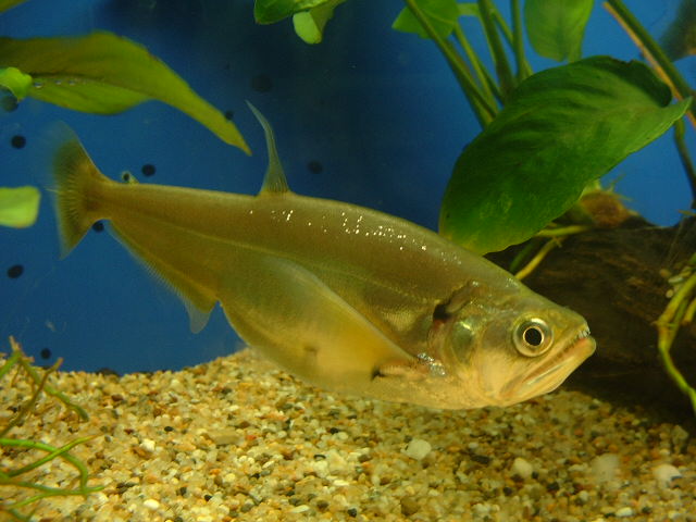 Payara