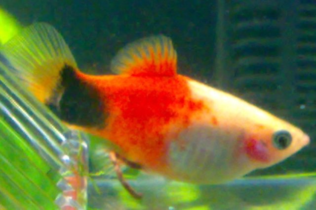 Platy