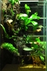 My first vivarium