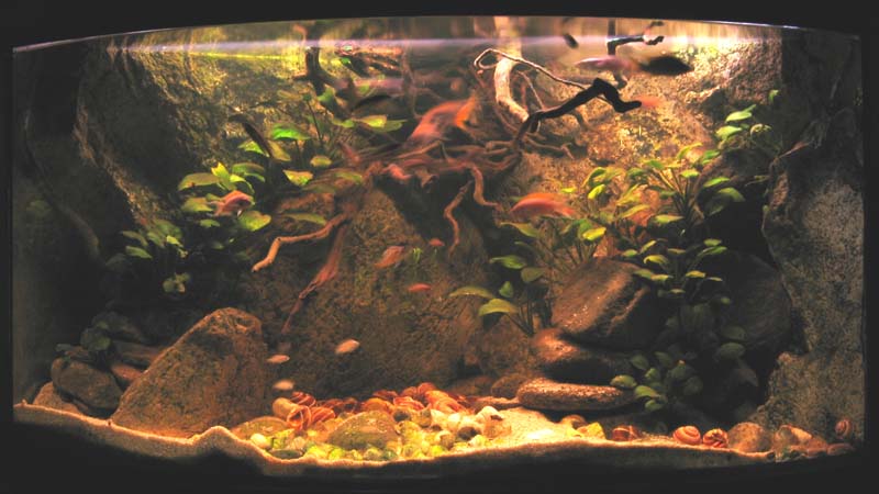 My 350L Tanganyika tank