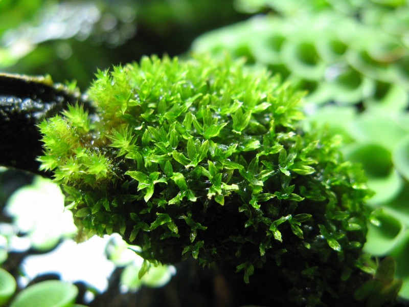 unknown HDB carpark moss