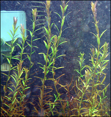 rotala_id