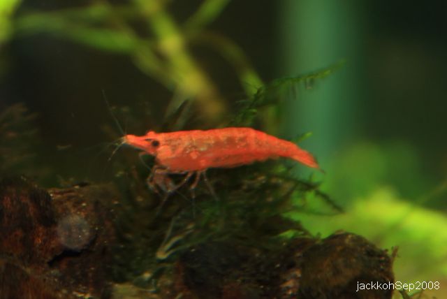 Shrimps