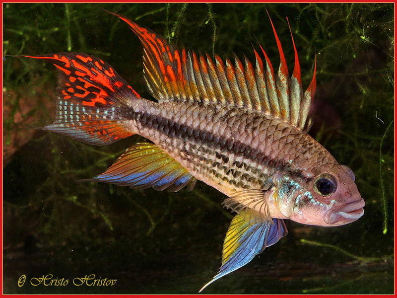 Apistogramma Cacatuoides