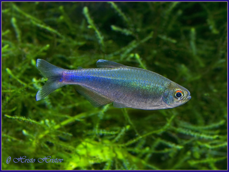 Blue Tetra male