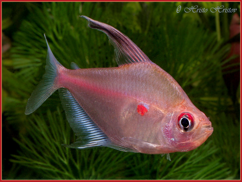 Hyphessobricon erythrostigma