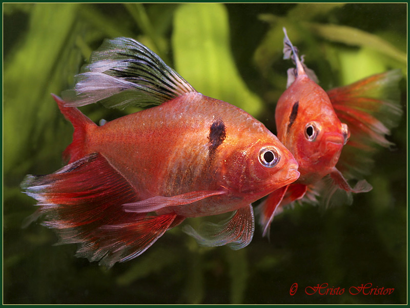 Hyphessobrycon callistus pair