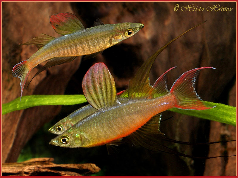 Threadfin Rainbowfish