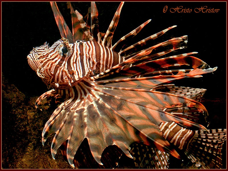 Lion Fish