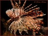 Lion Fish