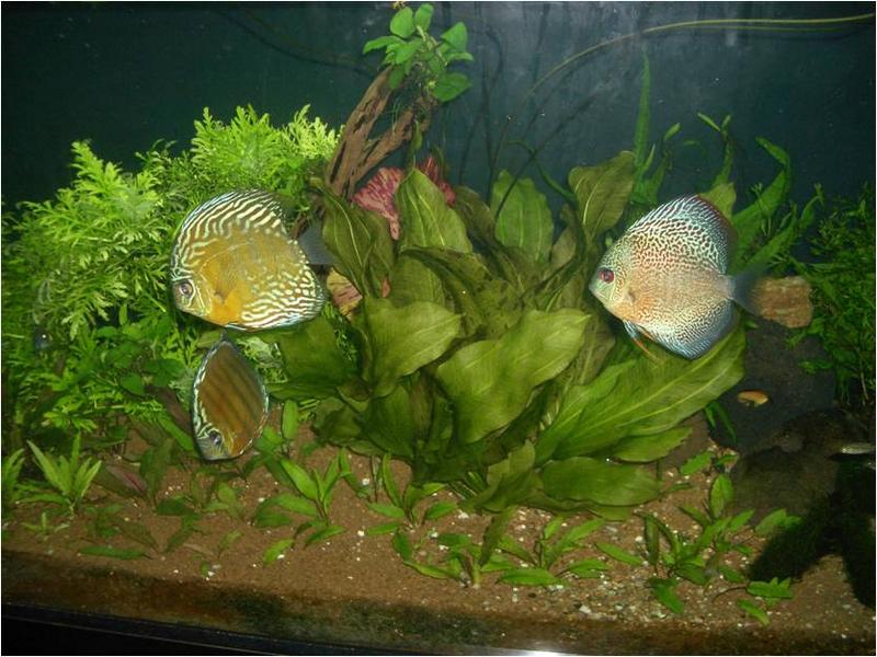 Wild Discus