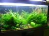 120cm aquascape