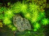 algae_attack