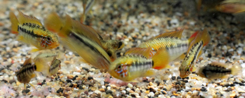 apisto