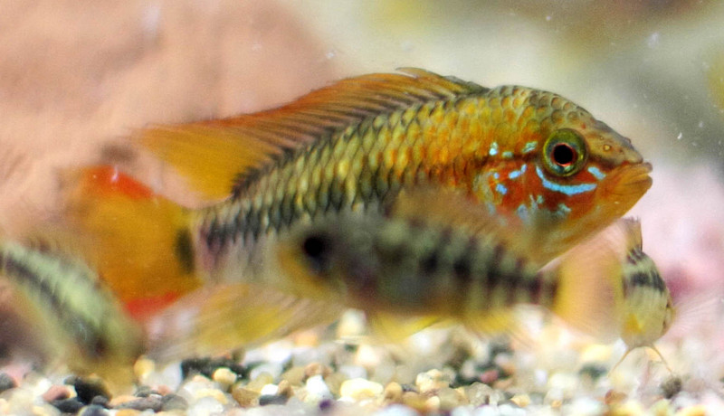 apisto