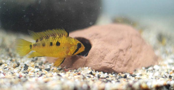 apisto