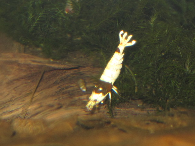 Shrimps