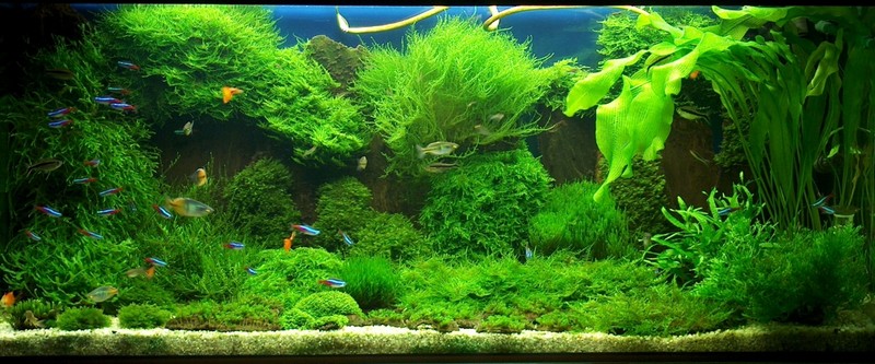 My moss tank