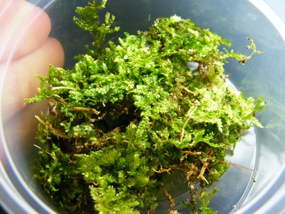 Singapore Moss?