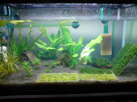 CRS tank setup