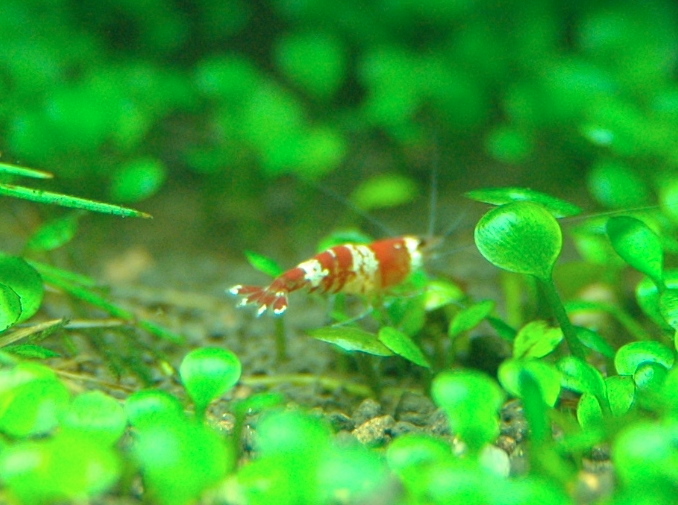 Crs Closeup