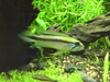 Apistogramma gephyra