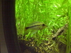 Female Apistogramma?