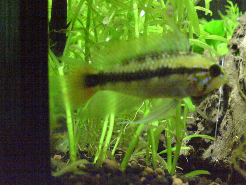 Female Apistogramma?