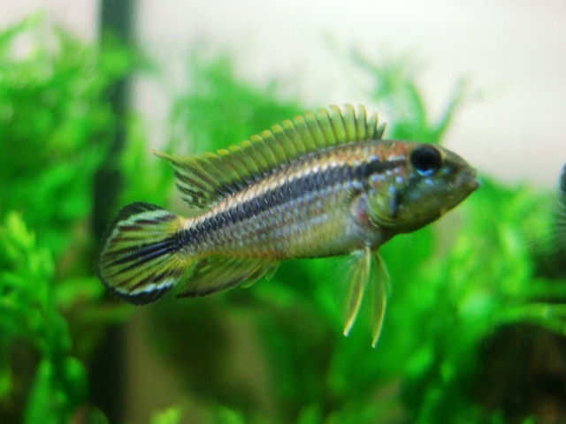 Apistogramma agassizii "Tefe"