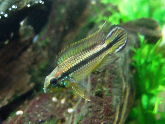 Apistogramma agassizii "Tefe"