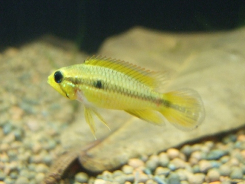 Apistogramma agassizii "Tefe"