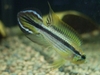 Apistogramma agassizii "Tefe"