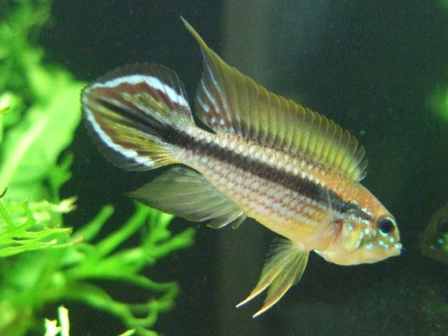 Apistogramma agassizii "Tefe"