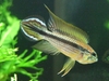 Apistogramma agassizii "Tefe"