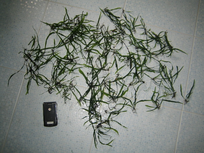 Narrow Javas plantlets/young leaves