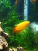 Honey Gourami