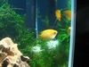 Honey Gourami