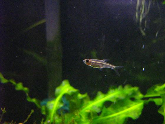 Mystery Rasbora