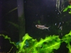 Mystery Rasbora