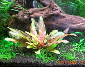 Feide 2-feet Tank (help For Plant Id)