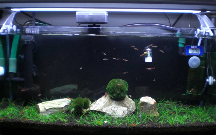 Feide Shrimp Tank